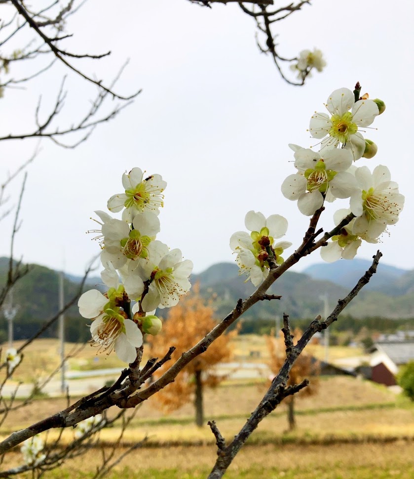 庭の梅の花